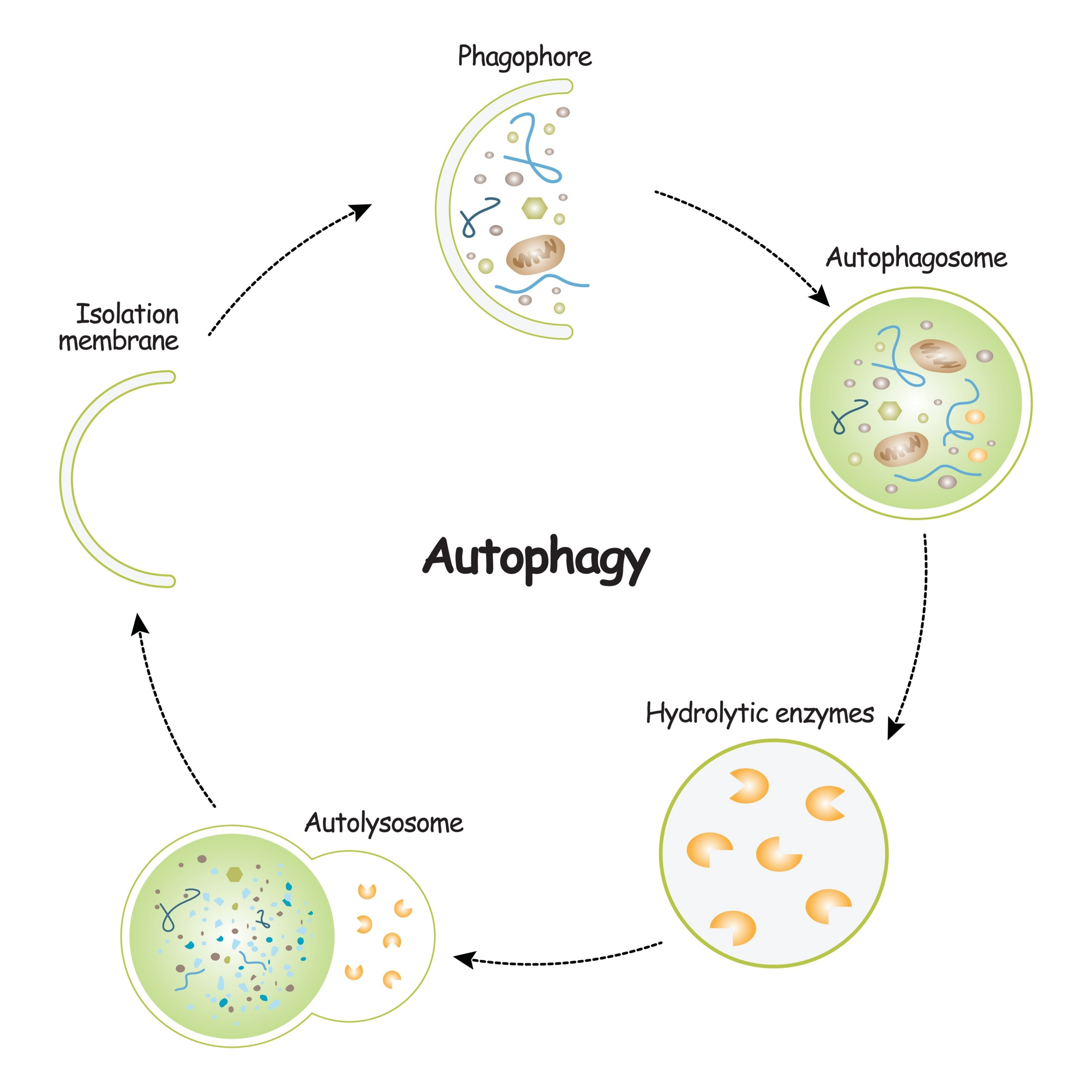 Autophagozytose
